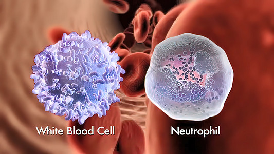 染血王国中性粒细胞白色的高清图片