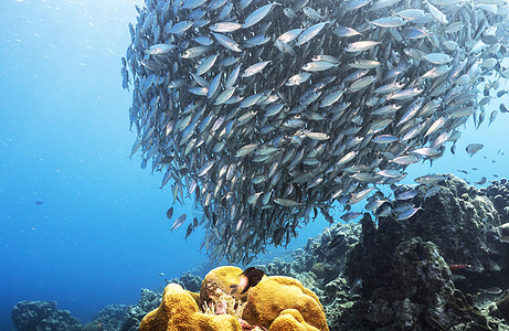 海底海洋生物图示图片生活旅行旅游博主博客世界笔记本游客ph图片