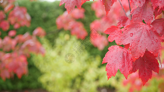 雨滴 红色的秋天枫树叶 水滴 湿落叶在森林里天气植物绿色季节活力湿度公园叶子树叶图片