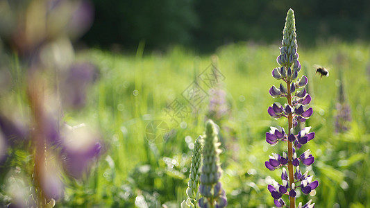 蜜蜂 润滑的野花 大黄蜂 蜜蜂或小白蜂飞翔 露天花朵紫丁香淡紫色背景植物飞行蜂蜜绿色植物草原花序植物群图片