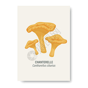 在白色隔绝的传染媒介鸡油菌蘑菇 带有手绘卡通鸡油菌蘑菇的教育卡 设计模板 剪贴画 鸡油菌Cibarius 蘑菇套装图片