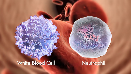 3d 白血球肺部生物学病菌绘画药品显微镜细菌渲染白色微生物学生物图片