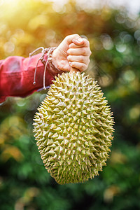 手握果实季节性榴莲热带水果过滤异国美食黄色气味荆棘图片