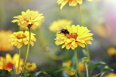 Echinacea自相矛盾现象或黄色锥花药草 盛开的花朵紧闭 多彩而生动的植物 天然背景免疫叶子熊蜂蜂蜜金子太阳植物学蜜蜂场景昆图片