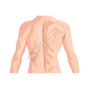 男背平面图标 身体部位集合中的彩色矢量元素 用于网页设计 模板和信息图表的创意男背图标图片