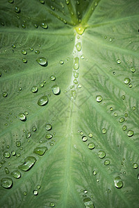 Yam Leaf 上的水滴植物群雨滴荒野宏观季节生态飞沫场地花园生长图片