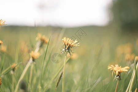 绿色草原背景上的黄亮花朵 春夏背景 青绿草地背景场地公园植物花园墙纸太阳农业植物学草本植物季节图片