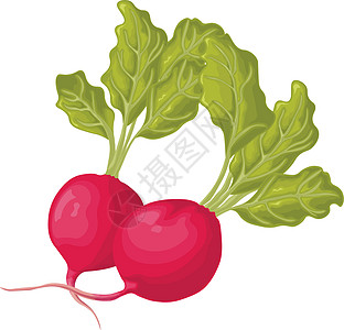 萝卜 带叶子的成熟萝卜的图像 新鲜的萝卜 菜园的维生素产品 有机素食产品 在白色背景上孤立的矢量图农场蔬菜卡通片食物插图营养健康背景图片