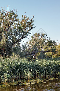 一只可兰人骄傲地蹲在树顶上旅游动物树木天空芦苇翅膀公园旅行捕食者野生动物图片