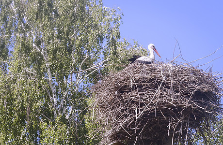 鸟巢里有石桦木世界家庭飞行动物群生活分支机构季节动物避难所图片