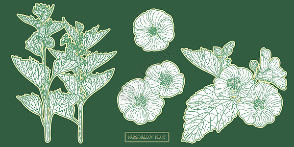 药用棉花糖草药植物学草图卡通片卫生小瓶草本植物雏菊农业手绘叶子图片