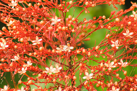 花朵是红的或橙色的 和奥瓦尔相似 这就像血浆图片