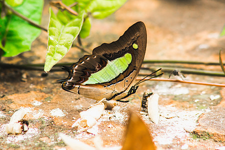 姓氏 岩质地上的腿蝴蝶Nymphalidae家庭脊椎动物宏观热带翅膀生物天线摄影野生动物叶子漏洞图片