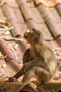 屋顶上北猪尾的马卡克婴儿荒野生活野生动物女儿孩子们哺乳动物男性丛林母亲图片