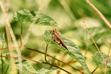 树叶上的棕色有不同寻常的规律花园天线生活生物学捕食者荒野害虫昆虫学眼睛野生动物图片