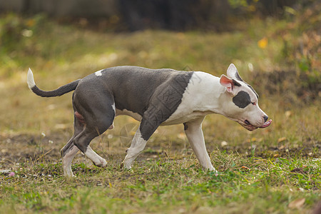 在操场上养狗的斗牛犬宠物小狗蓝色危险动物衣领跑步阳光公园犬类图片