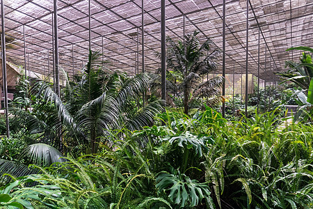 内观有热带植物的温室花园收藏植物学季节环境园艺建筑生长丛林棕榈图片