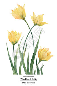 黄色林地郁金花朵图片