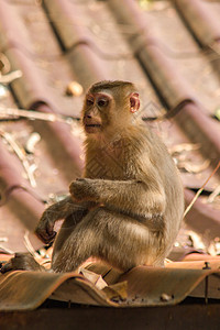 屋顶上北猪尾的马卡克孩子们荒野生活动物猕猴眼睛头发婴儿母亲热带图片