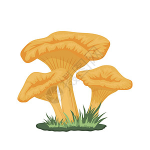 矢量草地上的三个鸡油菌蘑菇 手绘卡通黄色鸡油菌蘑菇套装分离 设计模板 剪贴画 鸡油菌Cibarius 蘑菇家族艺术纺织品森林插图图片