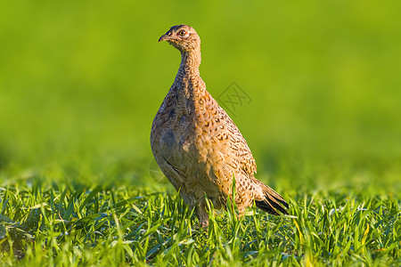 在草原上一只年轻的野鸡鸡母鸡荒野眼睛翅膀鸟类动物野生动物动物群胸部成人图片