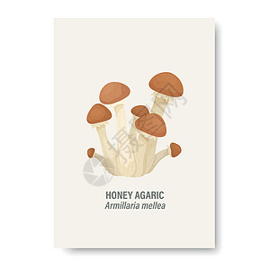 在白色隔绝的传染媒介蜂蜜木耳蘑菇 卡与手绘卡通蜂蜜木耳蘑菇 设计模板 剪贴画 蜜环菌 蘑菇套装图片