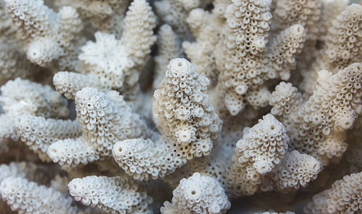白色珊瑚礁的近距离图片