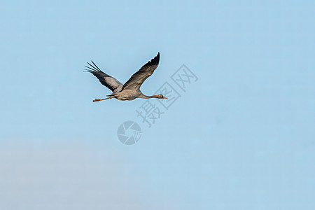 在天空中飞起一鹤成人鸟类胸部眼睛翅膀羽毛荒野环境动物群野生动物图片