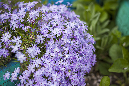 翡翠蓝色的苔藓福禄考花在花园里盛开 绿色背景上的丁香花 自然的春天背景 柔和的选择性焦点植物群叶子薰衣草季节警卫紫色衬套星星热带图片