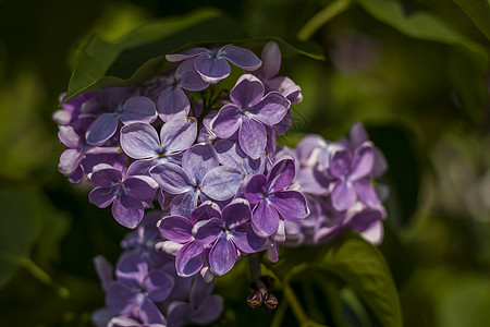 园艺中美丽又香的花环 接近时有空间复制件 以自然景观为背景 天然壁纸 选择性焦点 掌声生活世界云杉紫丁香紫色生长清洁度森林花园环图片