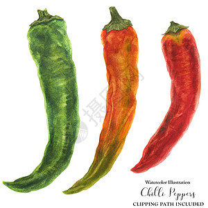 三个辣椒 绿色 橙色 红色饮食胡椒蔬菜植物美食燃烧食物营养插图水彩图片