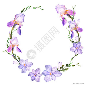 装饰水彩花圈 有香和freesias花朵插图卡片青年花束女人边界香气蓝色紫红色花园图片