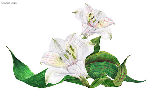 白百利圆花的新娘维吉内特花园婚礼百合花束插图花瓣热带胸花花环植物图片