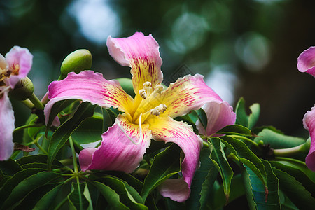 紧贴着丝绸花纹树上一朵美丽的粉红色和黄色花朵图片