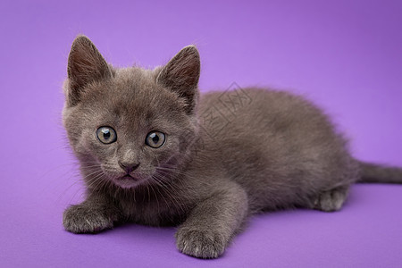 紫色背景的灰猫图片