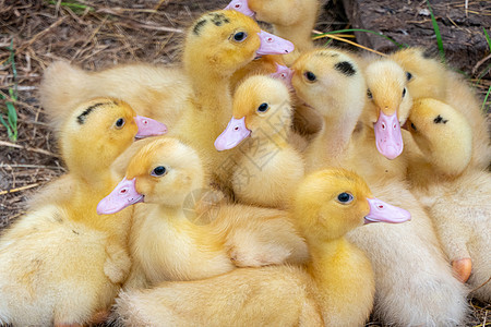 家庭农场的鸭子刺青器部门经济荒野翅膀野生动物婴儿小鸡鸟类农业家禽图片