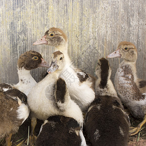 家庭农场的鸭子刺青器宠物农业生活家禽工厂动物群家畜流感小鸡婴儿图片