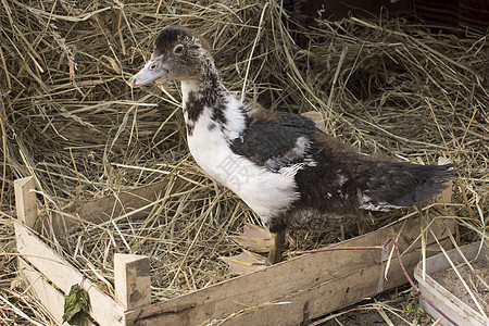 家庭农场的鸭子刺青器翅膀肉鸡工厂谷仓动物荒野流感团体羽毛配种图片