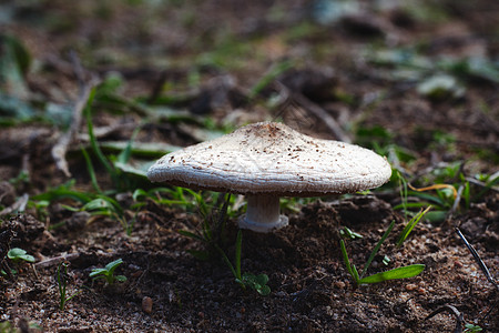 在草坪或田野生长的大白仙子环蘑菇图片