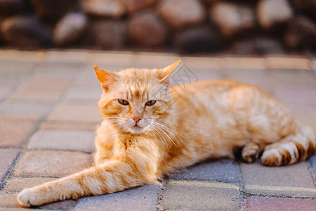 红发猫在户外 享受阳光明媚的夏日橙子成人野生动物宠物胡子街道红色动物说谎姿势图片