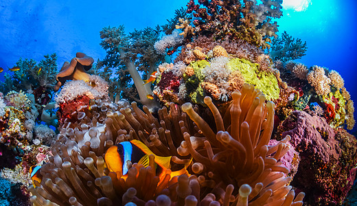 海底海洋生物图示日记红海旅行者旅游狂笔记本摄影博客公羊旅行游客图片