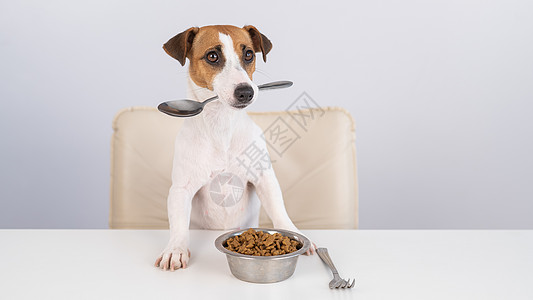 狗坐在晚餐桌旁 吃了一碗干食 嘴里拿着勺子乐趣宠物享受饥饿动物午餐小吃桌子餐具小猎犬图片