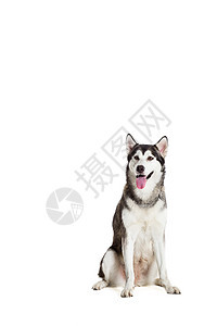 阿拉斯加马拉穆特 坐在白色背景面前舌头家畜动物宠物主题犬类血统哺乳动物生物灰色图片