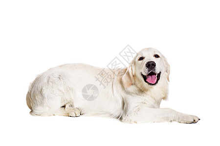 白色背景上的拉布拉多追寻犬类哺乳动物工作室金发女郎家畜动物主题宠物褐色警报图片