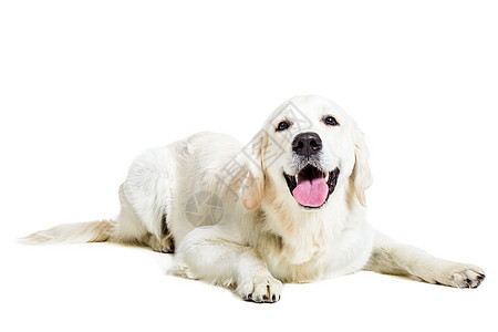 白色背景上的拉布拉多追寻家畜金发女郎动物犬类褐色宠物工作室哺乳动物警报主题图片