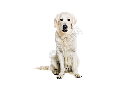 白色背景上的拉布拉多追寻哺乳动物动物工作室警报主题金发女郎猎犬宠物家畜褐色图片