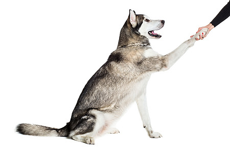 阿拉斯加马拉穆特 坐在白色背景面前宠物犬类摄影舌头动物哺乳动物家畜灰色生物血统图片