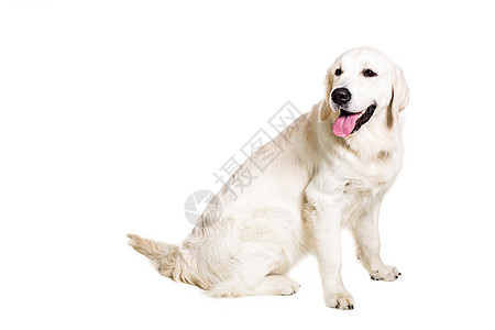 白色背景上的拉布拉多追寻主题宠物褐色猎犬犬类警报哺乳动物金发女郎工作室动物图片