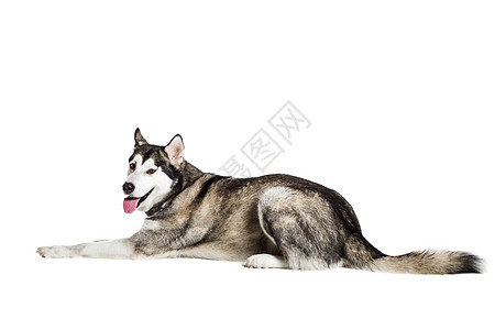 阿拉斯加马拉穆特 坐在白色背景面前工作室犬类舌头家畜主题血统生物动物灰色摄影图片
