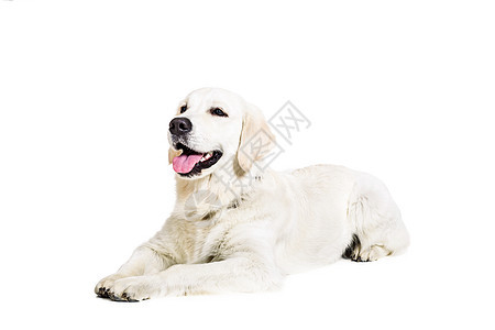 白色背景上的拉布拉多追寻褐色工作室金发女郎动物宠物主题家畜哺乳动物猎犬犬类图片